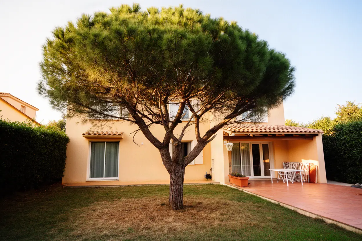 Pin dense avant élagage dans un jardin à Nice